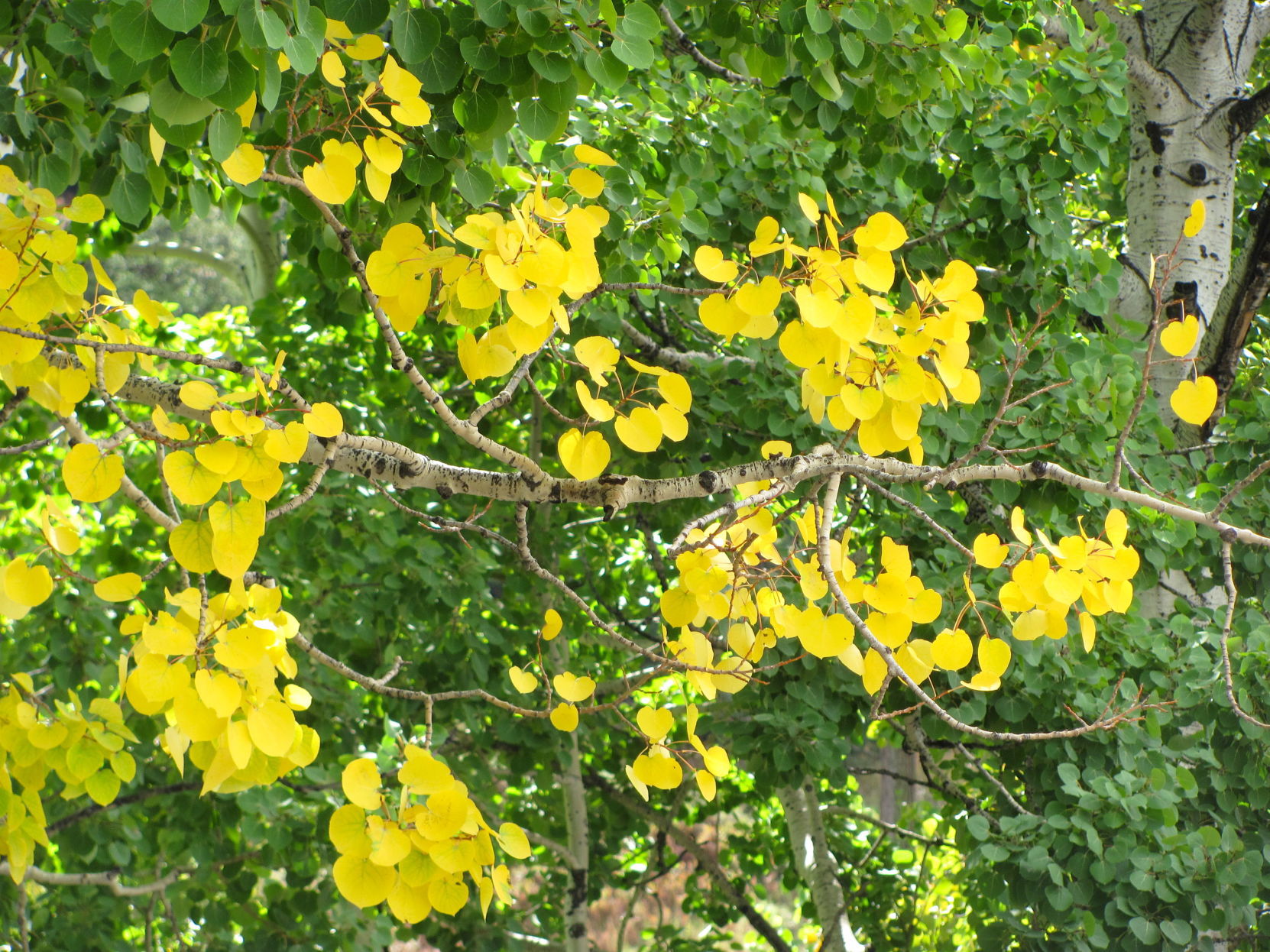 Aspen color